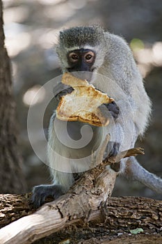 Vervet monkey( Chlorocebus pygerythrus) eating a piece of toast