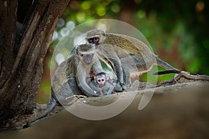 Vervet Monkey - Chlorocebus pygerythrus - family with parents and children of monkey of the family Cercopithecidae native to photo