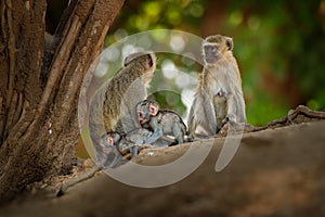 Vervet Monkey - Chlorocebus pygerythrus - family with parents and children of monkey of the family Cercopithecidae native to photo