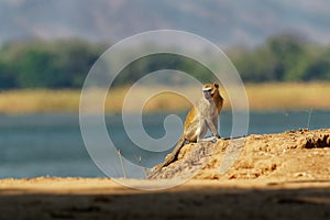 Vervet Monkey - Chlorocebus pygerythrus - family with parents and children of monkey of the family Cercopithecidae native to photo