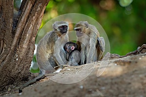 Vervet Monkey - Chlorocebus pygerythrus - family with parents and children of monkey of the family Cercopithecidae native to photo