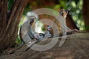 Vervet Monkey - Chlorocebus pygerythrus - family with parents and children of monkey of the family Cercopithecidae native to