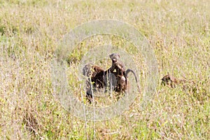 Vervet monkey Chlorocebus pygerythrus in the field