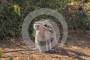 Vervet monkey, Chlorocebus pygerythrus, grooming another monkey