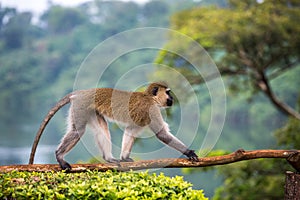 Vervet monkey, chlorocebus pygerythrus in Jinja, Uganda. photo