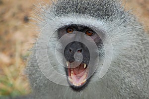 Vervet monkey (Chlorocebus pygerythrus) photo