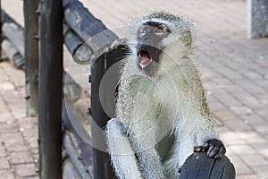 Vervet monkey Chlorocebus pygerythrus with mouth open and teeth showing looking surprised and scared