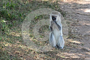 Vervet monkey, Chlorocebus pygerythrus photo