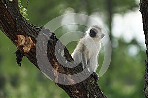 Vervet monkey Chlorocebus pygerythrus Old World monkey of the family Cercopithecidae Africa Portrait photo