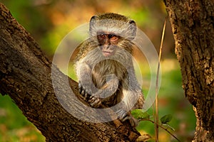 Vervet Monkey - Chlorocebus pygerythrus Old World monkey of the family Cercopithecidae native to Africa, very similar to malbrouck photo
