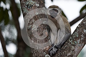 Vervet monkey Chlorocebus pygerythrus Old World monkey of the family Cercopithecidae Africa Portrait