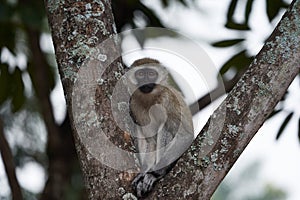 Vervet monkey Chlorocebus pygerythrus Old World monkey of the family Cercopithecidae Africa Portrait