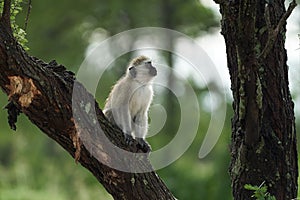 Vervet monkey Chlorocebus pygerythrus Old World monkey of the family Cercopithecidae Africa Portrait