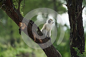 Vervet monkey Chlorocebus pygerythrus Old World monkey of the family Cercopithecidae Africa Portrait photo