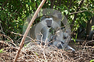 Vervet monkey Chlorocebus pygerythrus Old World monkey of the family Cercopithecidae Africa Portrait photo