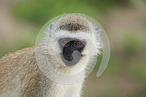 Vervet monkey Chlorocebus pygerythrus Old World monkey of the family Cercopithecidae Africa Portrait photo