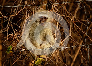 Vervet Monkey - Chlorocebus pygerythrus Old World monkey of the family Cercopithecidae native to Africa, very similar to malbrouck