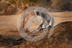 Vervet Monkey - Chlorocebus pygerythrus Old World monkey of the family Cercopithecidae native to Africa, very similar to malbrouck