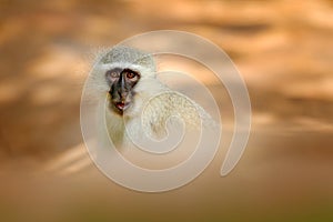 Vervet monkey, Chlorocebus pygerythrus, portrait of grey and black face animal in the nature habitat, Balule near the Kruger