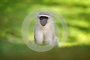 Vervet monkey, Chlorocebus pygerythrus, portrait of grey and black face animal in the nature habitat, Balule near the Kruger Natur