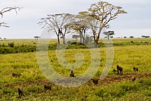 Vervet monkey Chlorocebus pygerythrus in Serengeti