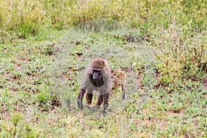 Vervet monkey Chlorocebus pygerythrus in Serengeti