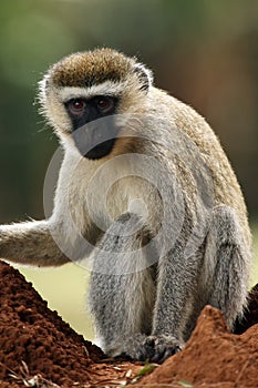 The vervet monkey Chlorocebus pygerythrus photo