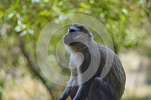 The vervet monkey (Chlorocebus pygerythrus) sits  staring into the distance.