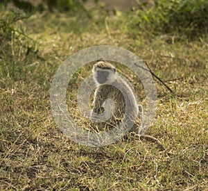 Vervet monkey, Chlorocebus pygerythrus, sitting, Serengeti