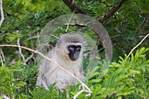 Vervet monkey Chlorocebus pygerythrus sitting in a tree close up