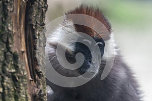 Vervet monkey. Chlorocebus pygerythrus on tree