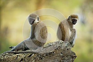 Vervet Monkey - Chlorocebus pygerythrus - two monkeys of Cercopithecidae native to Africa, similar to malbrouck Chlorocebus