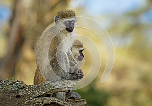 Vervet Monkey - Chlorocebus pygerythrus - two monkeys of Cercopithecidae native to Africa, similar to malbrouck Chlorocebus