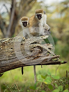 Vervet Monkey - Chlorocebus pygerythrus - two monkeys of Cercopithecidae native to Africa, similar to malbrouck Chlorocebus