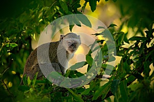 Vervet Monkey, Chlorocebus sabaeus, monkey in the green tree nature habitat, Chobe National Park, Botswana, Africa photo