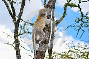 Vervet Monkey climbing a tree