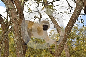 Vervet Monkey climbing a tree