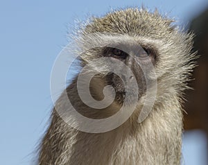 Vervet Monkey closeup
