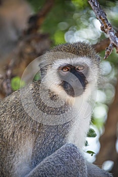 Vervet monkey closeup portrait from Tanzania, Africa