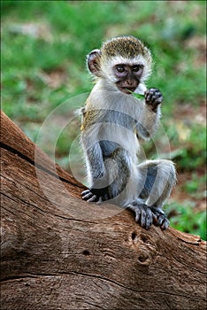 Vervet Monkey cub. photo