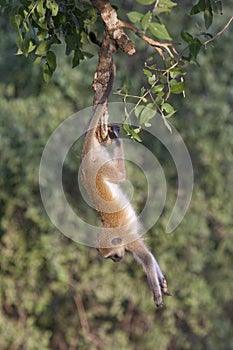 Vervet monkey doing gymnastics. photo