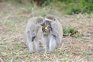 Vervet Monkey eat apple