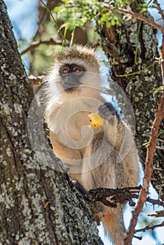 Vervet monkey eating apple core in tree