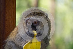 Vervet monkey eating banana