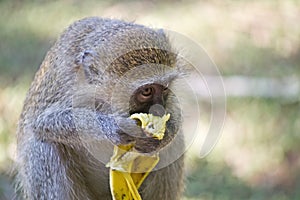 Vervet monkey eating banana