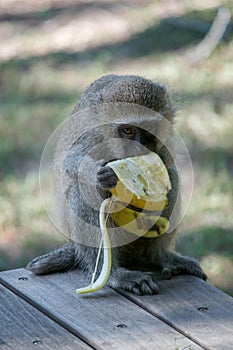 Vervet monkey eating banana