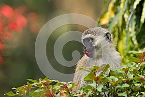 Vervet Monkey eating flower