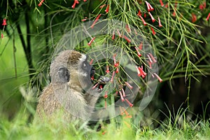 Vervet Monkey eating flower