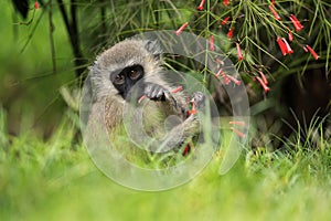 Vervet Monkey eating flower