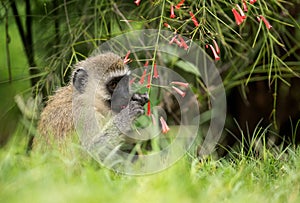 Vervet Monkey eating flowers, Bogoria, Kenya